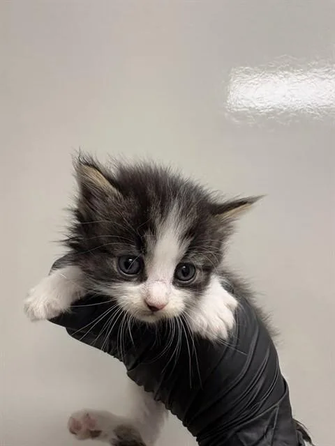 A baby small-sized female Domestic Short Hair cat named Senorita for adoption in Ontario, CA