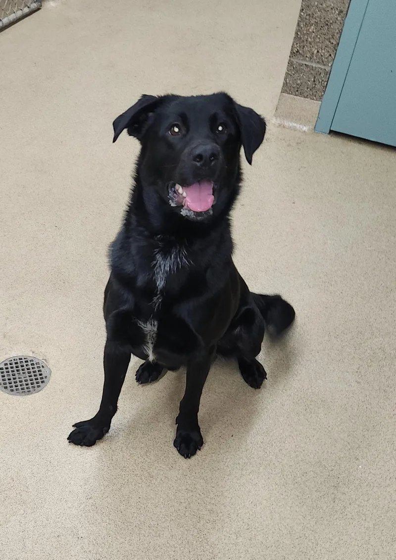 A young medium-sized male Black Labrador Retriever dog named Woody for adoption in Zimmerman, MN