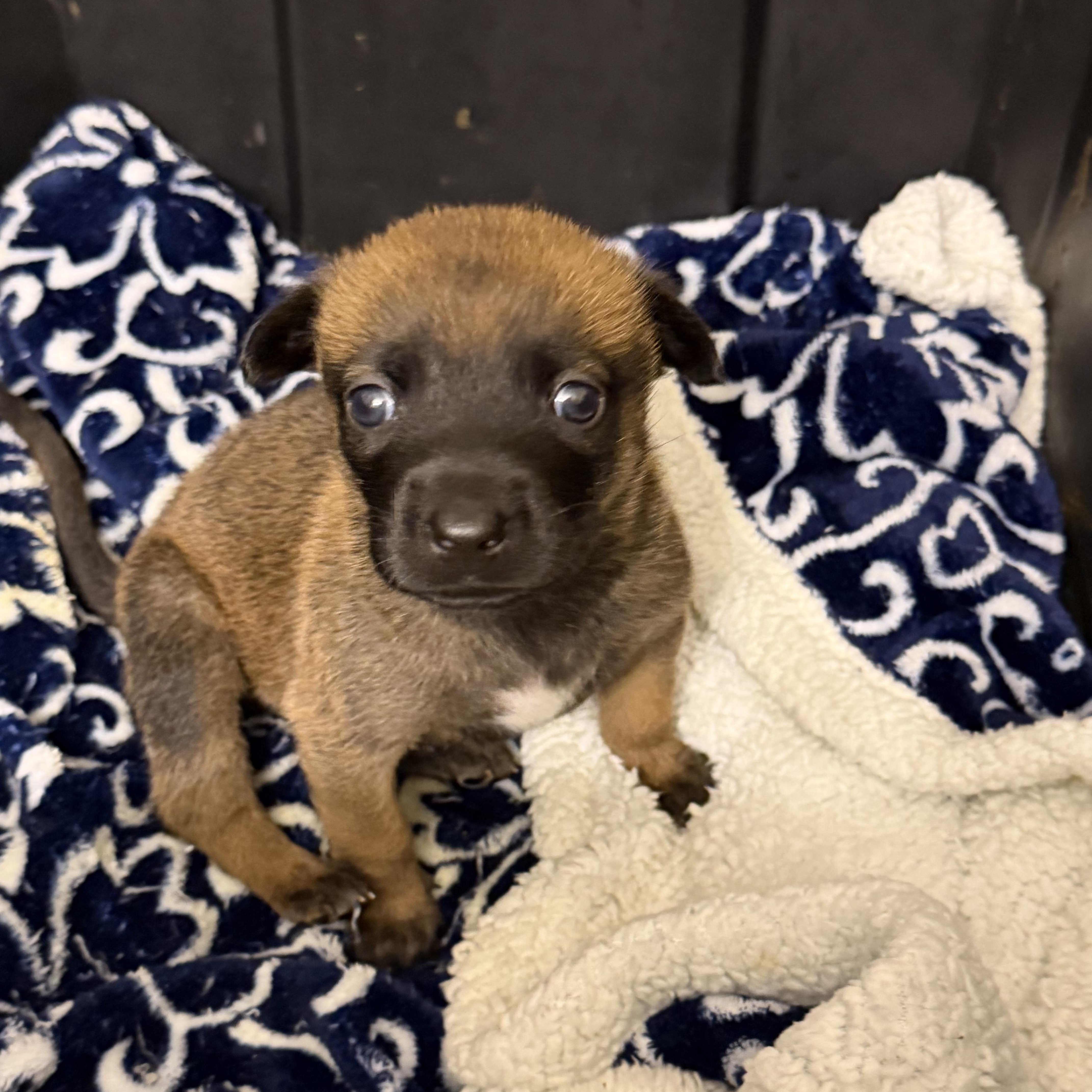 A baby large-sized male Bicolor Belgian Shepherd / Malinois dog named Zeke for adoption in Hamilton , NJ