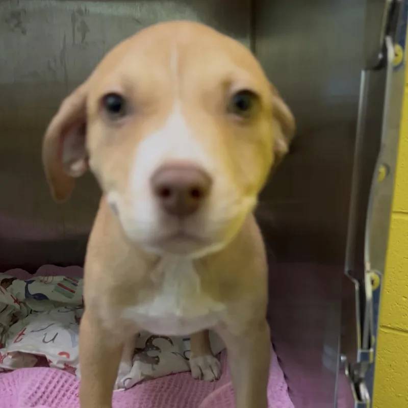 A baby medium-sized male Yellow / Tan / Blond / Fawn Mixed Breed dog named Sprite for adoption in Charleston, SC