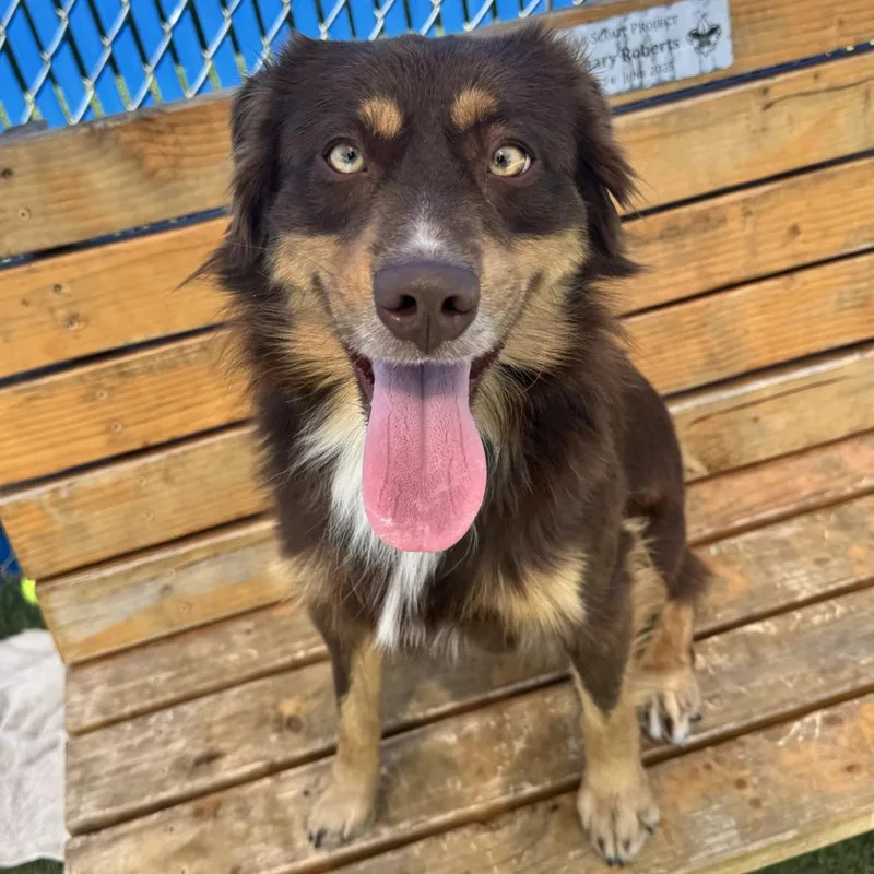 A young medium-sized male Brown / Chocolate Australian Shepherd dog named Snickers for adoption in Long Beach, CA