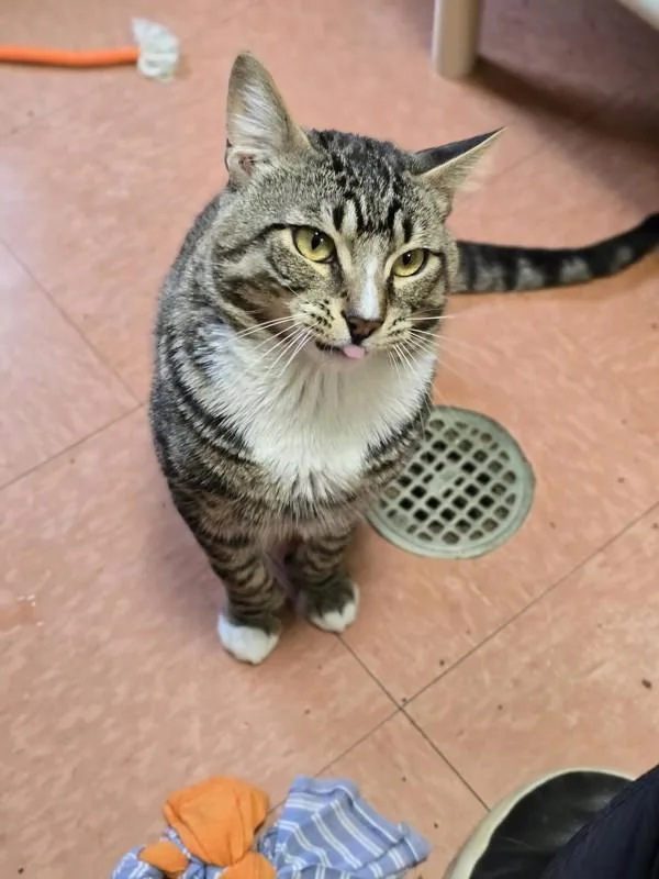 A young small-sized male Domestic Short Hair cat named Rocket for adoption in Vancouver, WA