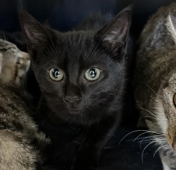 A baby medium-sized male Domestic Short Hair cat named Ren for adoption in Des Moines, IA
