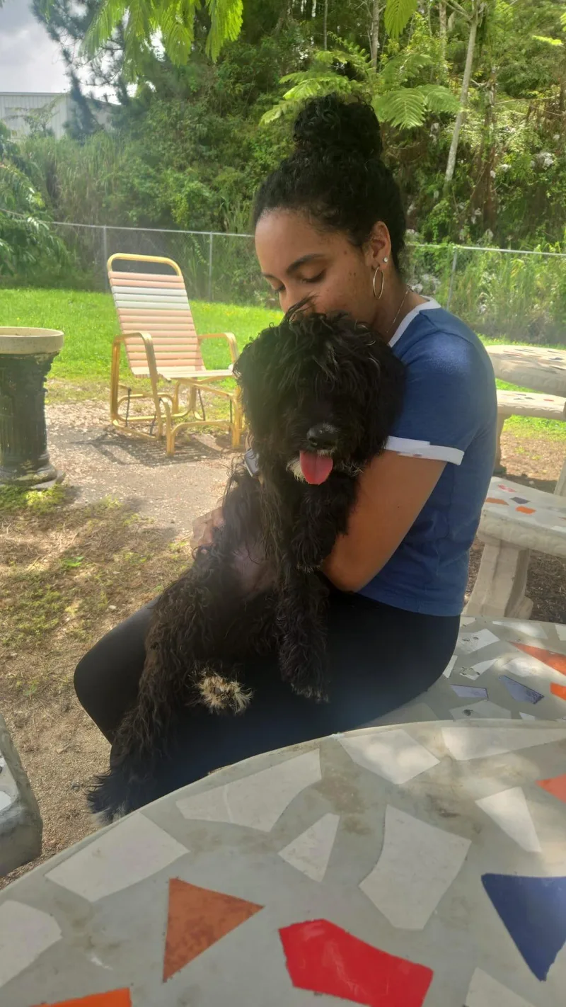 A young medium-sized female Poodle dog named Bella for adoption in Virginia Beach, VA
