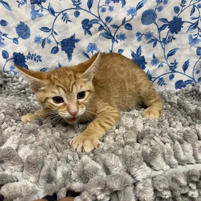 A baby small-sized female Domestic Short Hair cat named Peppa for adoption in Modesto, CA