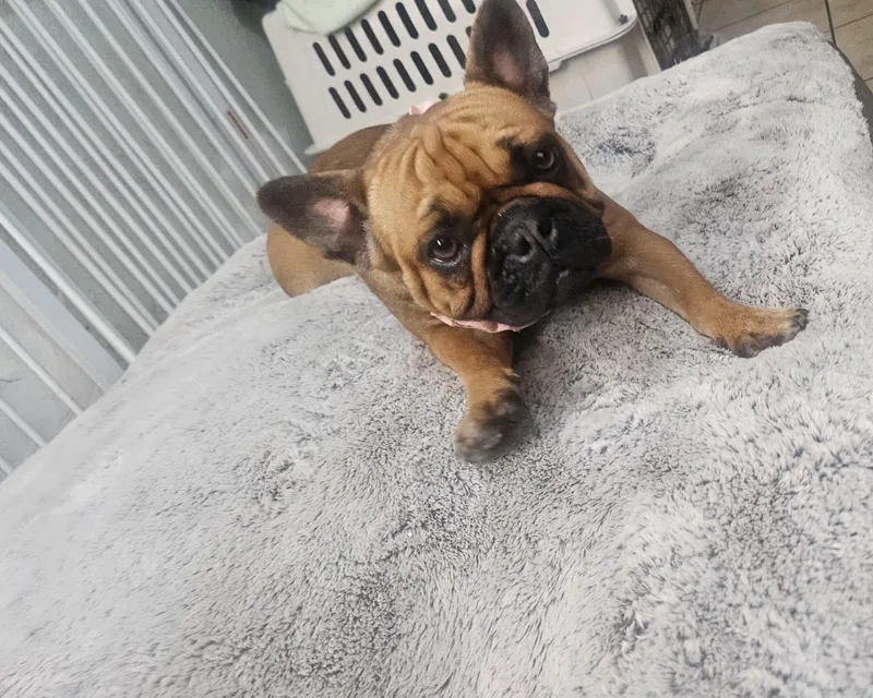 Roxy