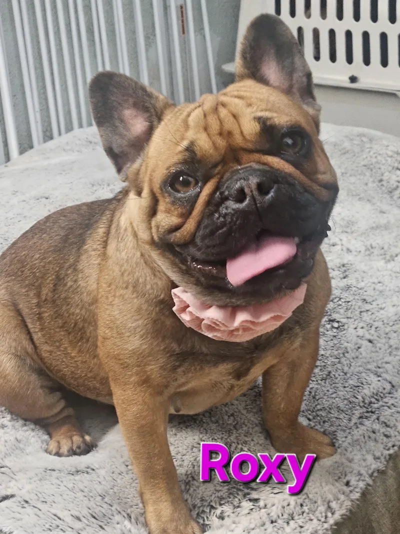 Roxy thumbnail 2