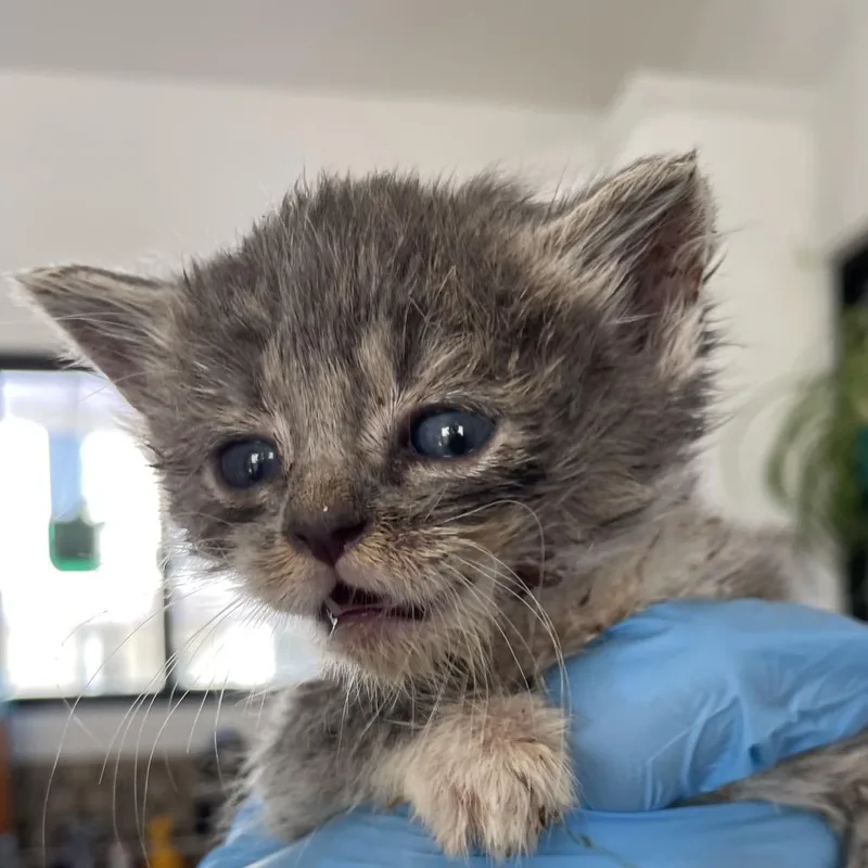 A baby small-sized female Domestic Medium Hair cat named Anna for adoption in Chapel Hill, NC