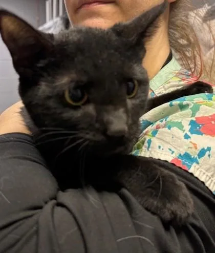 An adult medium-sized female Black Domestic Short Hair cat named Cavatappi for adoption in Allegan, MI