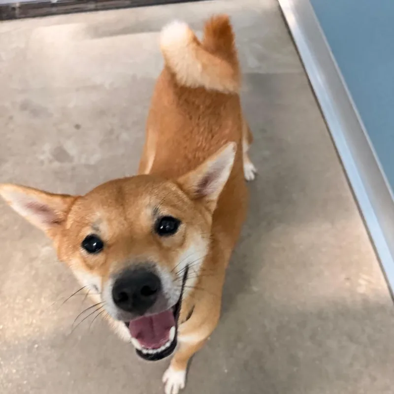 An adult small-sized female Yellow / Tan / Blond / Fawn Shiba Inu dog named Cora for adoption in Clearwater, FL