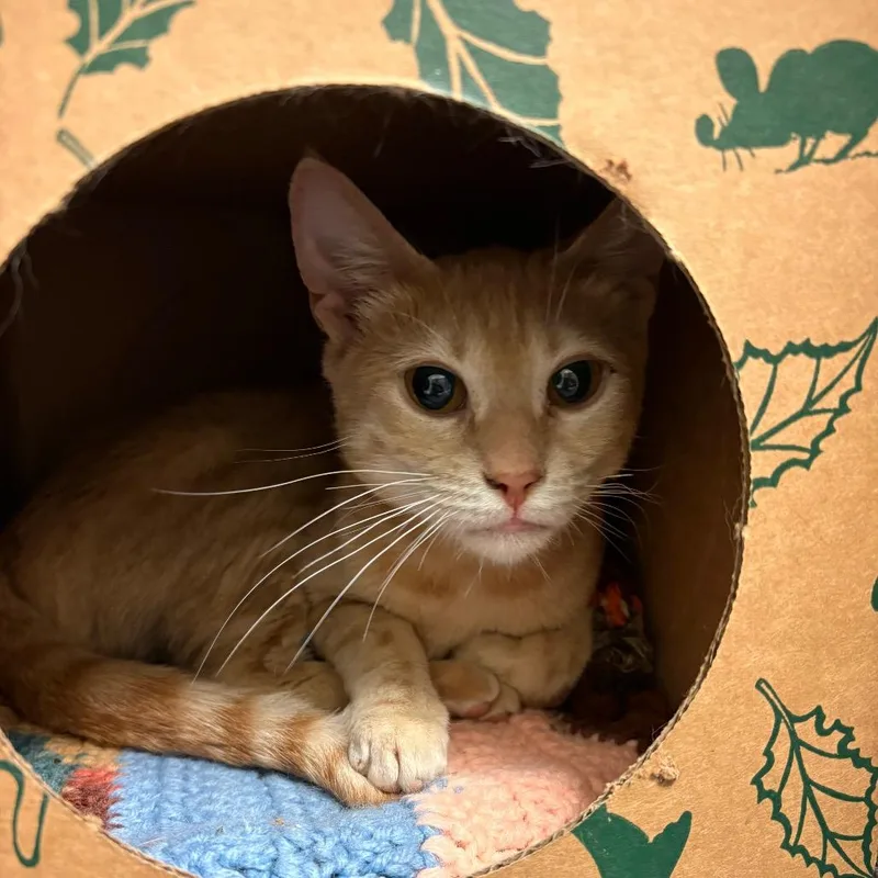 An adult medium-sized female Orange / Red Domestic Short Hair cat named Peaches for adoption in Fairport, NY