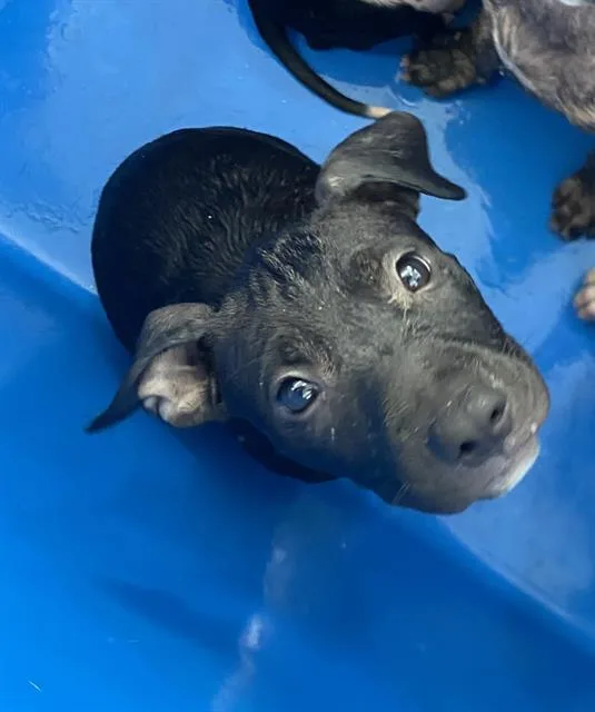 A baby large-sized female Mixed Breed dog named Skye for adoption in Dallas, TX