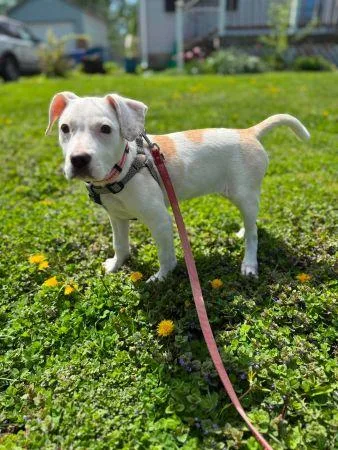 A young medium-sized female Beagle dog named Scout for adoption in Lowell, IN
