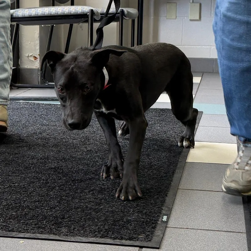 A young medium-sized female Black Mixed Breed dog named Roxie for adoption in Grand Rapids, MI