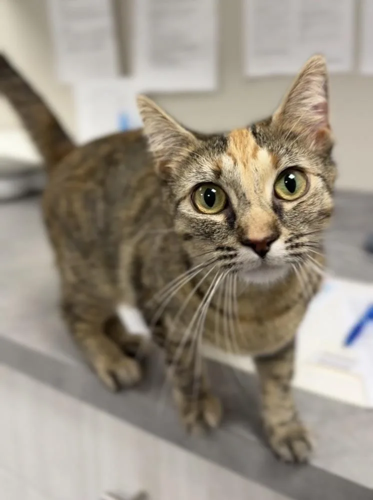 An adult medium-sized female Domestic Short Hair cat named Luna for adoption in Bemidji, MN