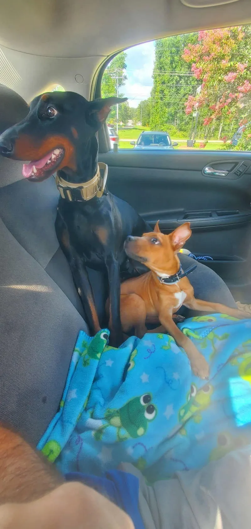 A baby medium-sized male Red / Chestnut / Orange Miniature Pinscher dog named Opie for adoption in Hazelwood, MO