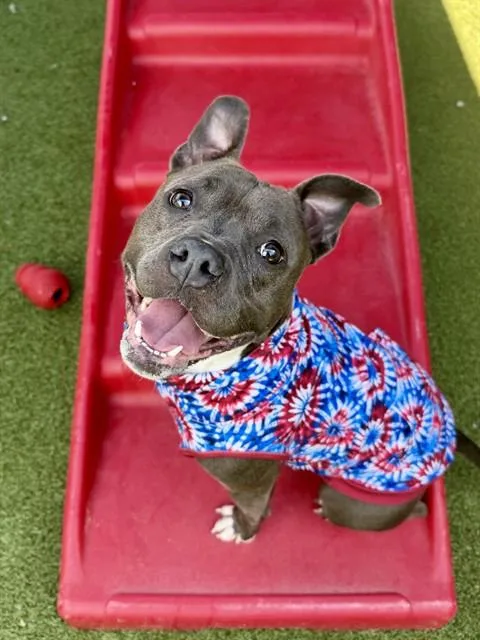A young medium-sized female Staffordshire Bull Terrier dog named America for adoption in Olivette, MO