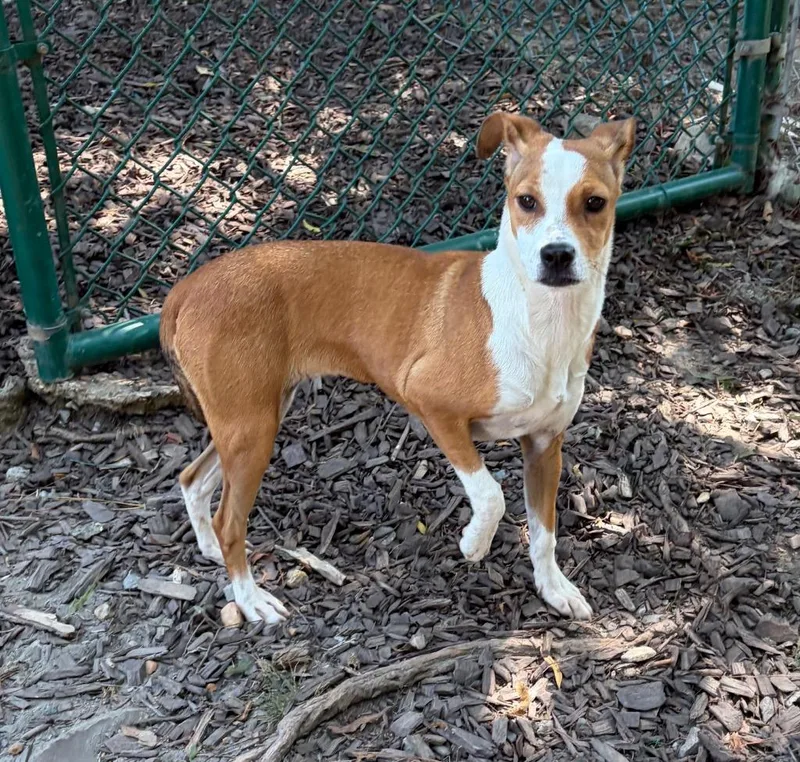 A baby small-sized female Hound dog named Megan for adoption in Little Rock, AR