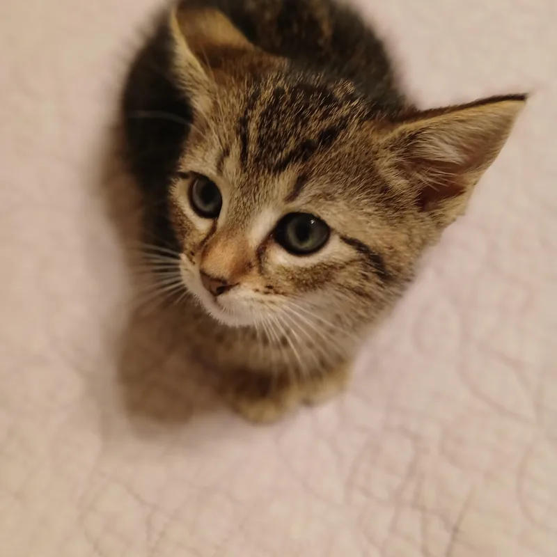 Orla