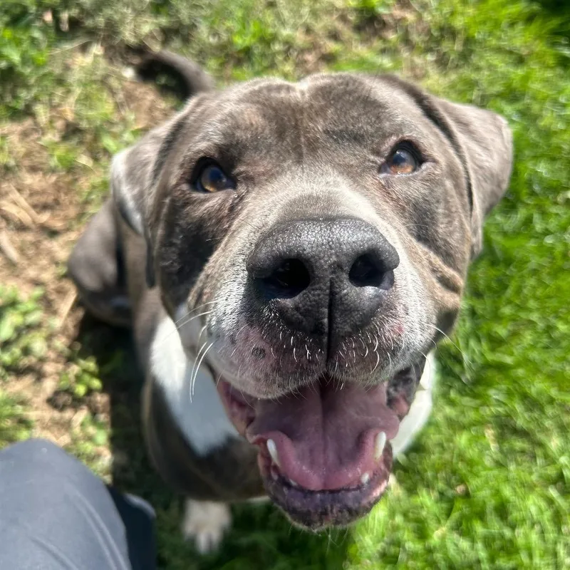 An adult medium-sized male Gray / Blue / Silver Mastiff dog named Ricky for adoption in Nampa, ID