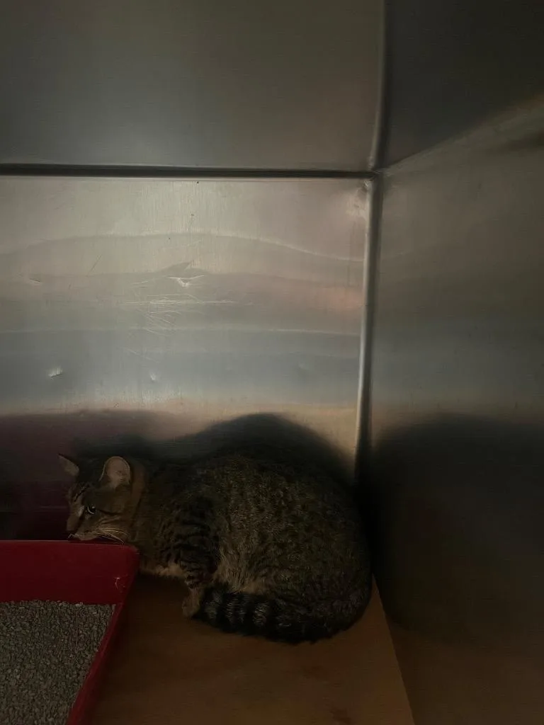 A young large-sized male Domestic Short Hair cat named Fern for adoption in Cartersville , GA