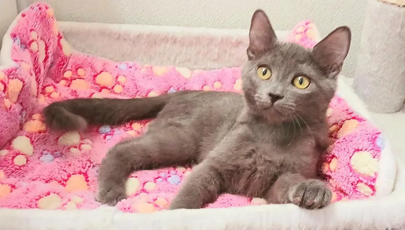 A baby small-sized female Gray / Blue / Silver Russian Blue cat named Matilda Quinn for adoption in Miami, AZ