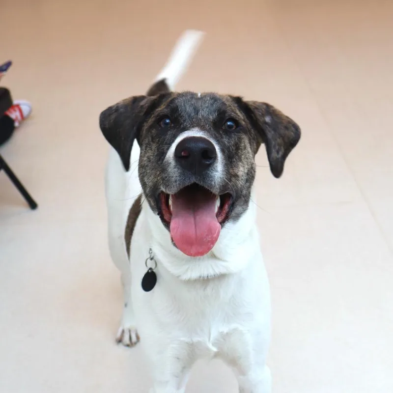 A young large-sized male Catahoula Leopard Dog dog named Brian for adoption in Warwick, RI