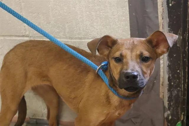 A young medium-sized female Mixed Breed dog named Flower for adoption in Columbia, SC