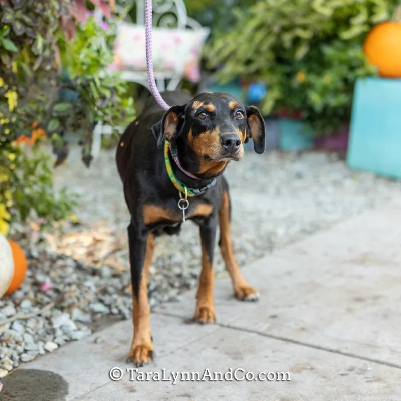 An adult medium-sized female Black Hound dog named Parfait for adoption in Wake Forest, NC