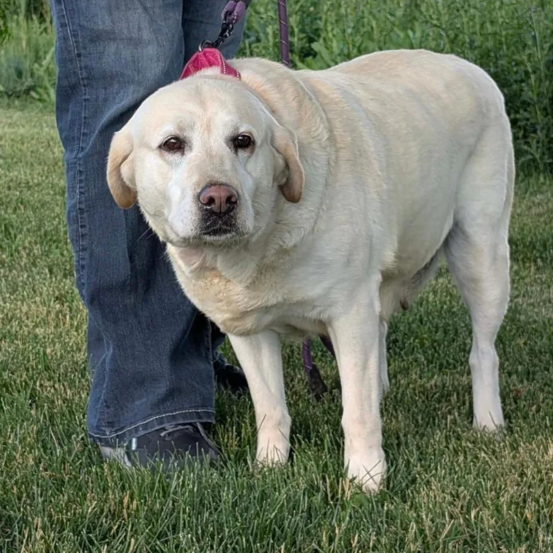 A senior large-sized female Yellow / Tan / Blond / Fawn Labrador Retriever dog named Shirley for adoption in DeKalb, IL