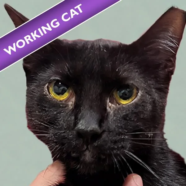 An adult medium-sized female Domestic Short Hair cat named Mary Kate for adoption in Des Moines, IA