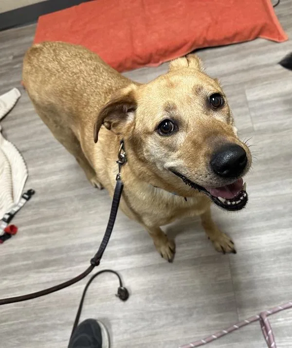 An adult medium-sized female Labrador Retriever dog named Maple for adoption in Oceanside, CA