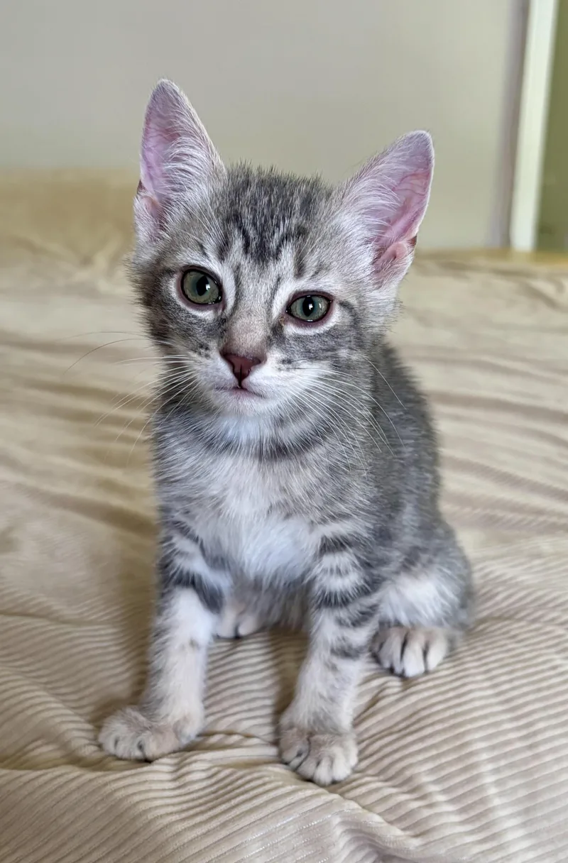A baby medium-sized female Tabby (Gray / Blue / Silver) Domestic Short Hair cat named Lily for adoption in Hudson, NY
