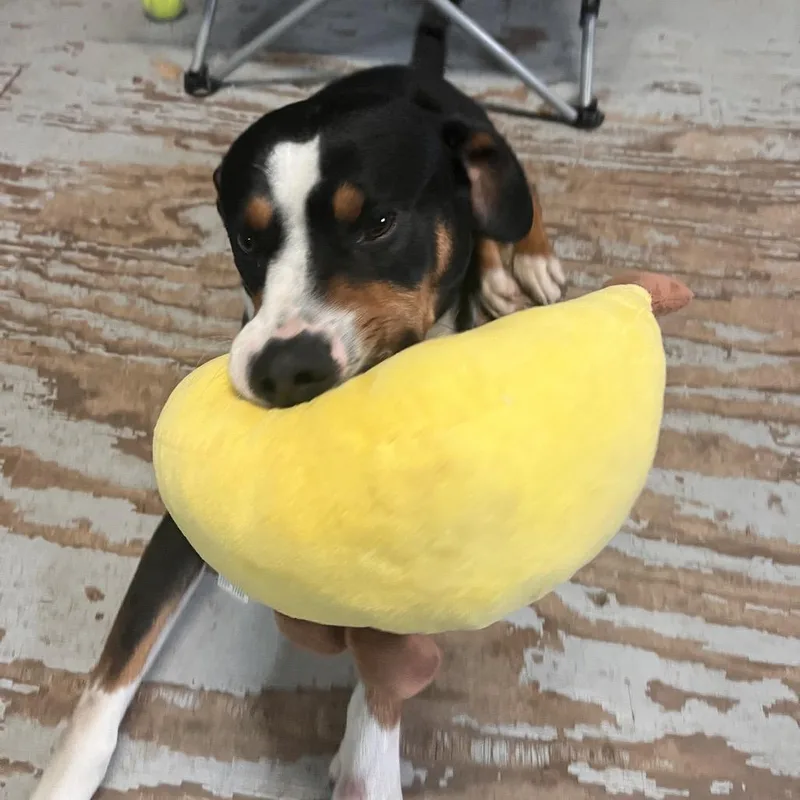 An adult medium-sized male Black Entlebucher dog named Levy for adoption in Kyle, TX