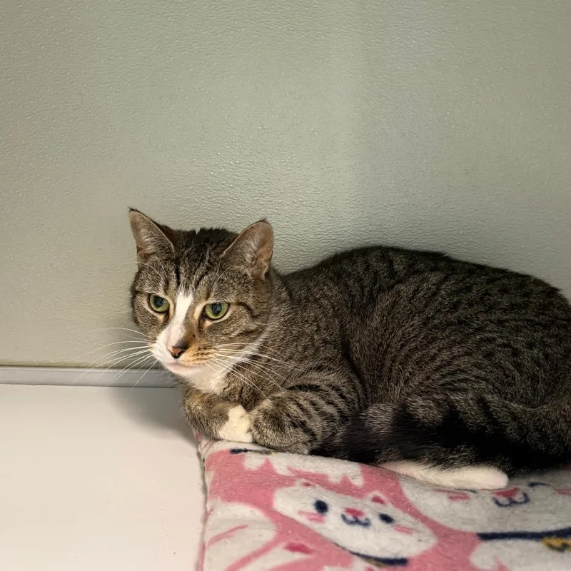 An adult small-sized female Gray / Blue / Silver Domestic Short Hair cat named Chiggy for adoption in Branford, CT