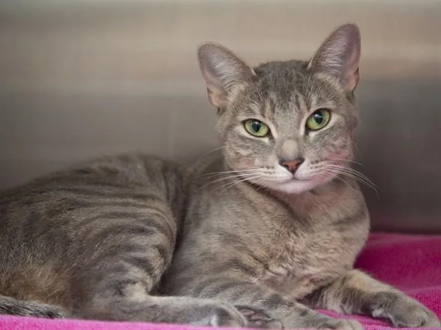 An adult small-sized female Domestic Short Hair cat named Charlotte for adoption in Phoenix, AZ