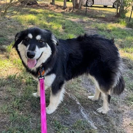 An adult medium-sized female Black Collie dog named Wella for adoption in Bastrop, TX