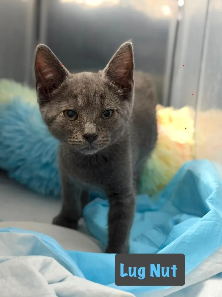A baby medium-sized male Domestic Short Hair cat named Lug Nut for adoption in Hoover , AL