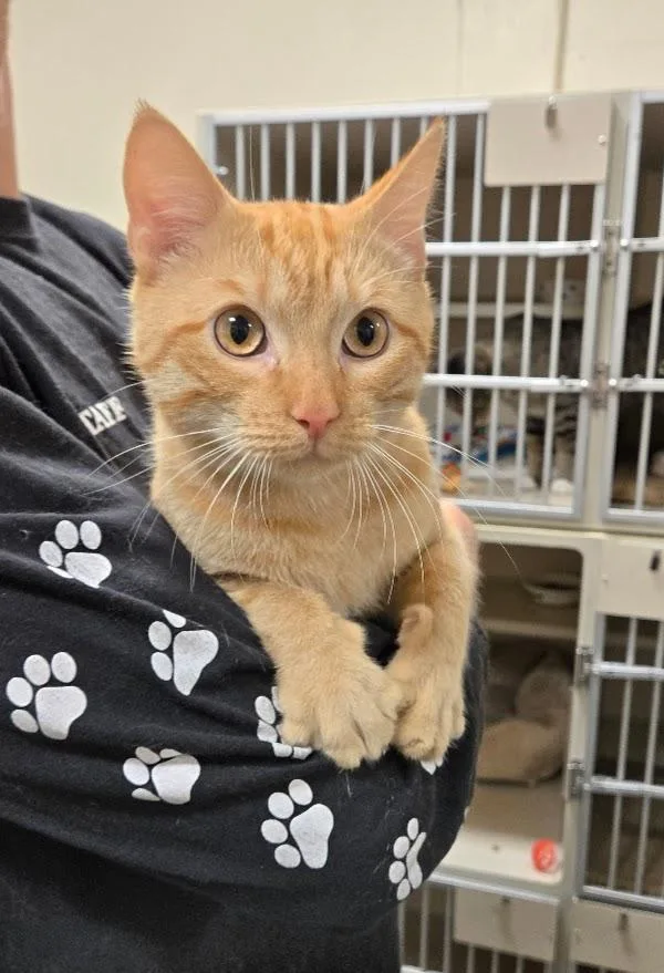A young large-sized male Tabby (Orange / Red) Tabby cat named Frankie for adoption in New Rochelle, NY