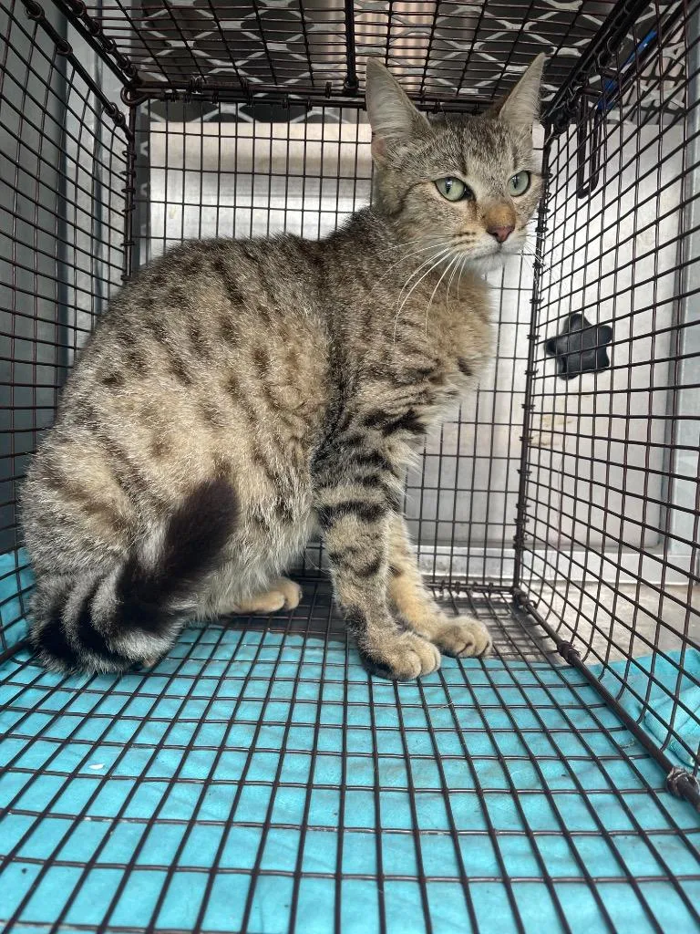 A young small-sized male Domestic Short Hair cat named Sawyer for adoption in New Braunfels, TX
