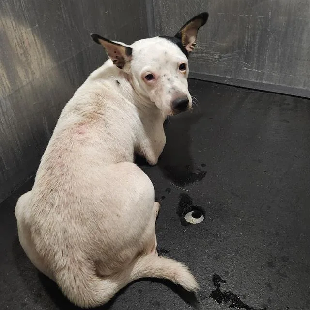 An adult small-sized male Chihuahua dog named Fatso for adoption in San Antonio, TX