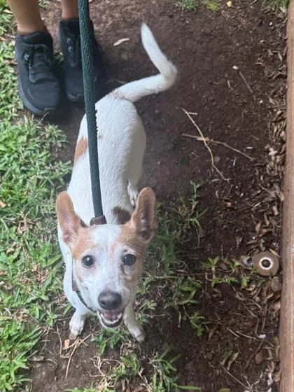 An adult medium-sized female Terrier dog named Laverne for adoption in Honolulu, HI