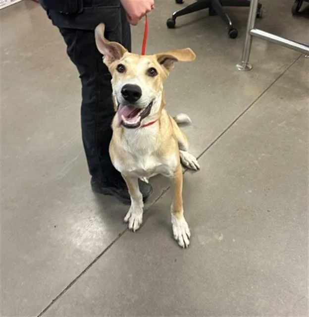 A young large-sized male Labrador Retriever dog named Doodlebob for adoption in Phoenix, AZ
