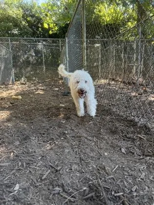 A baby medium-sized female Standard Poodle dog named Maggie for adoption in Cumming, GA