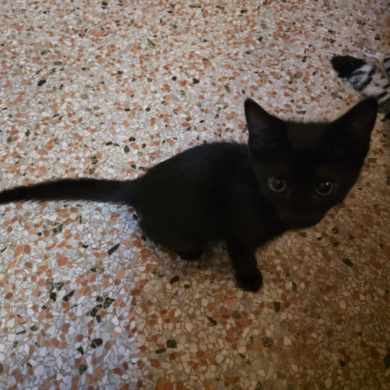 A baby medium-sized male Black Domestic Short Hair cat named Ben for adoption in Maitland, FL