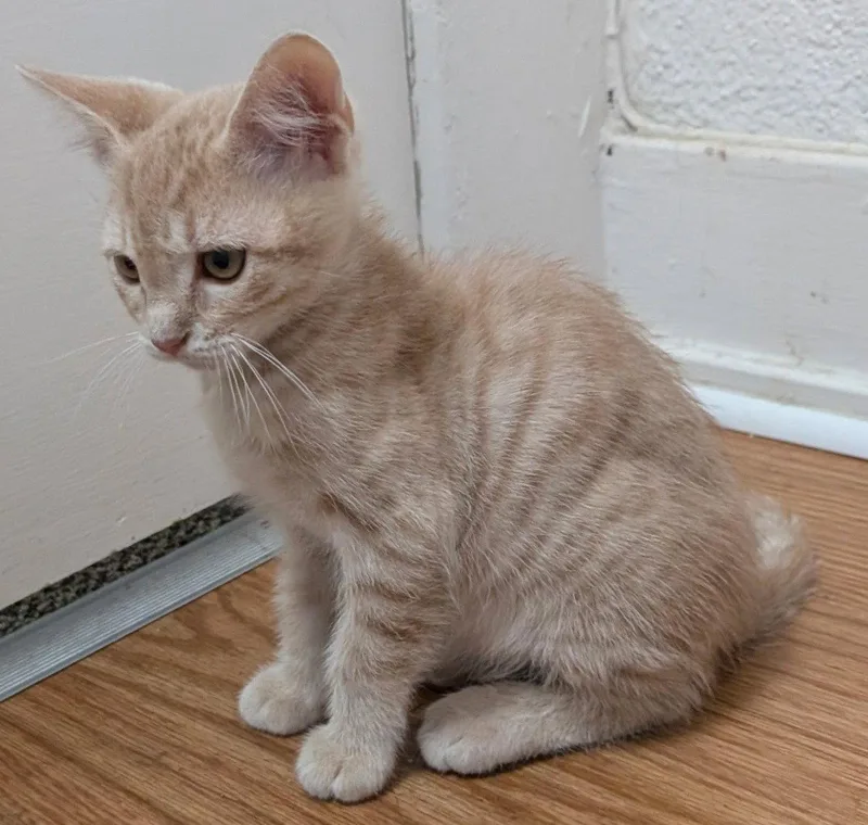 A baby medium-sized male Tabby cat named Pockey Cheeto for adoption in San Luis Obispo, CA