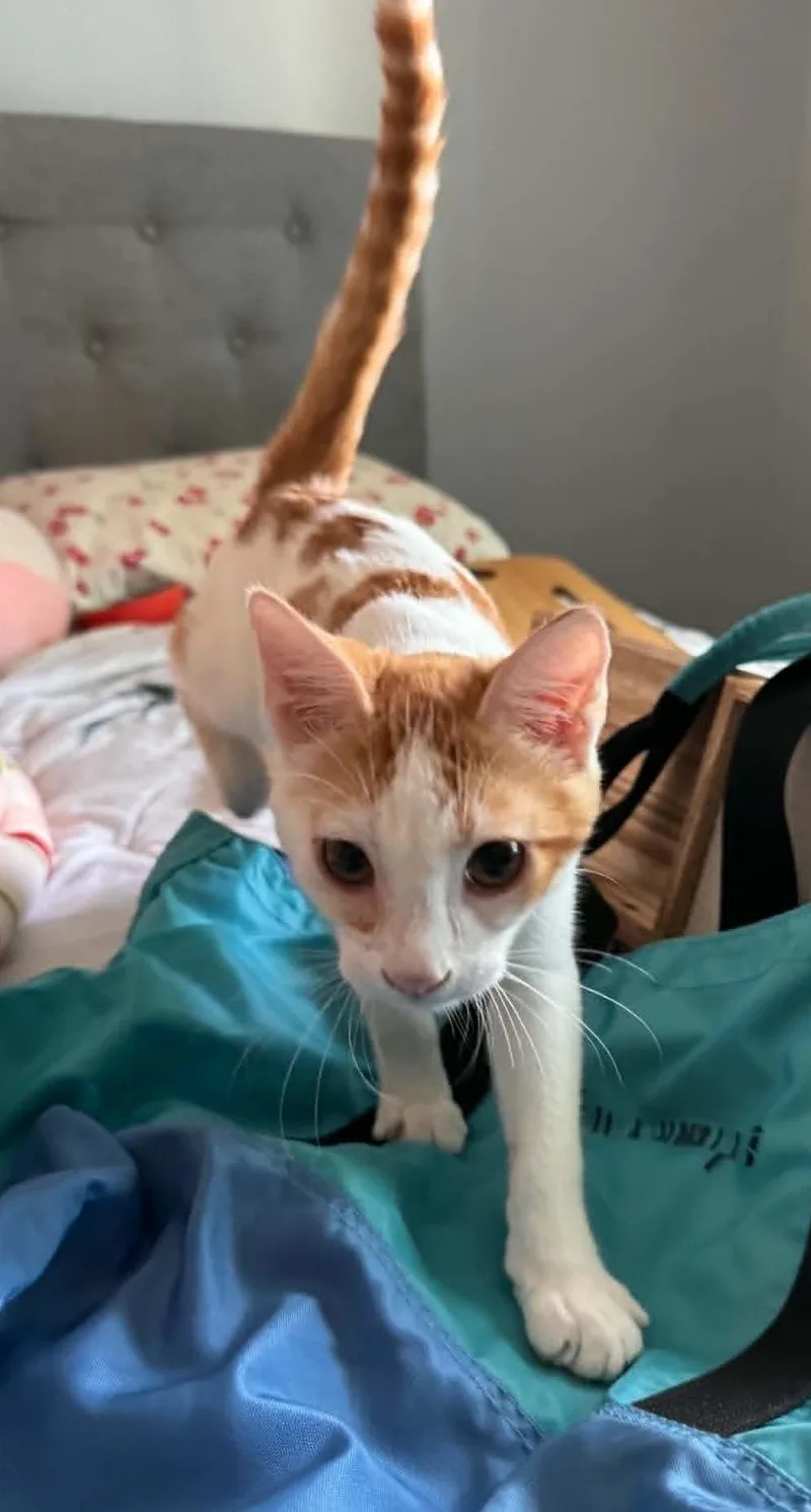 A baby medium-sized male Orange & White Domestic Short Hair cat named John for adoption in Roslindale, MA
