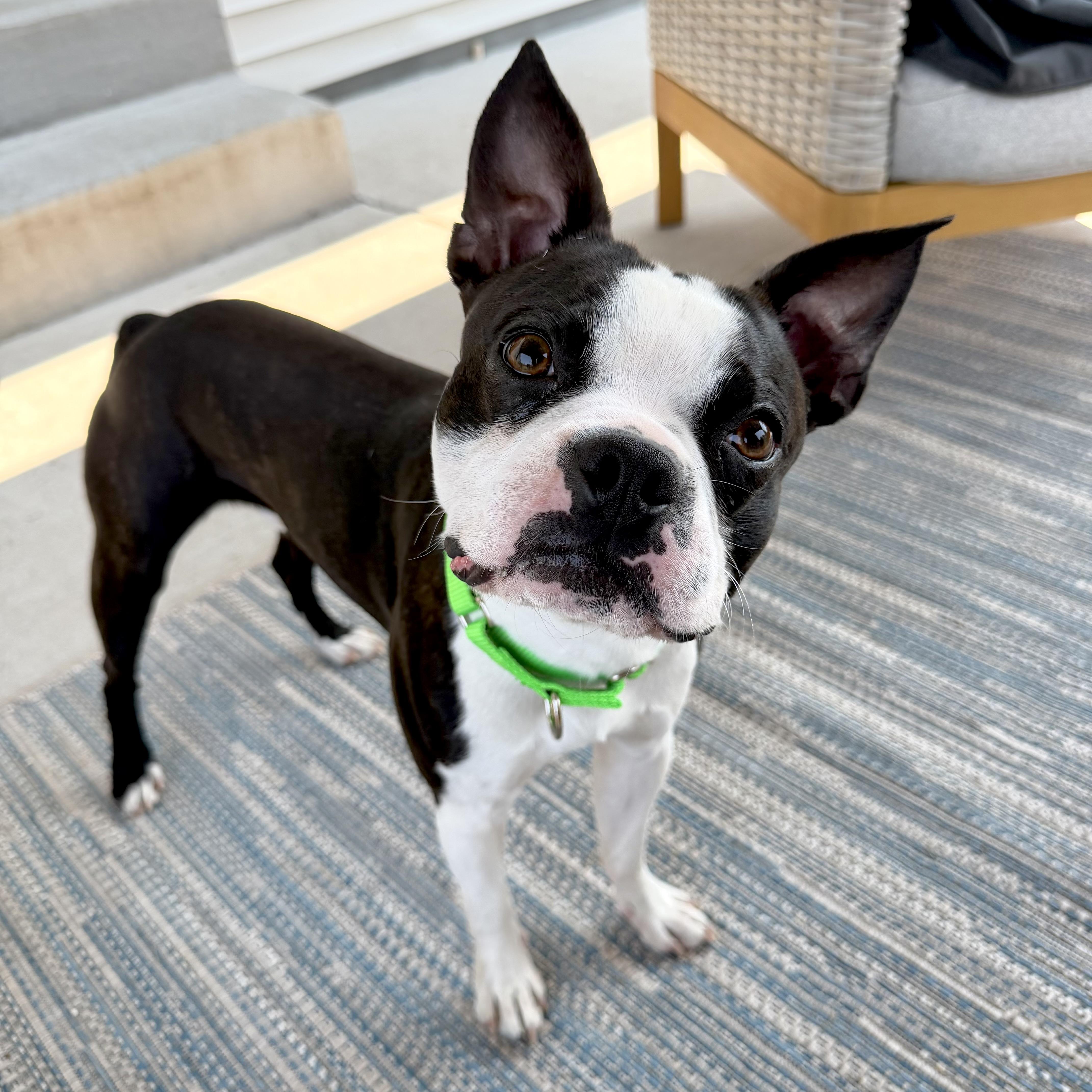 A young small-sized male Boston Terrier dog named Otis for adoption in Muskego, WI