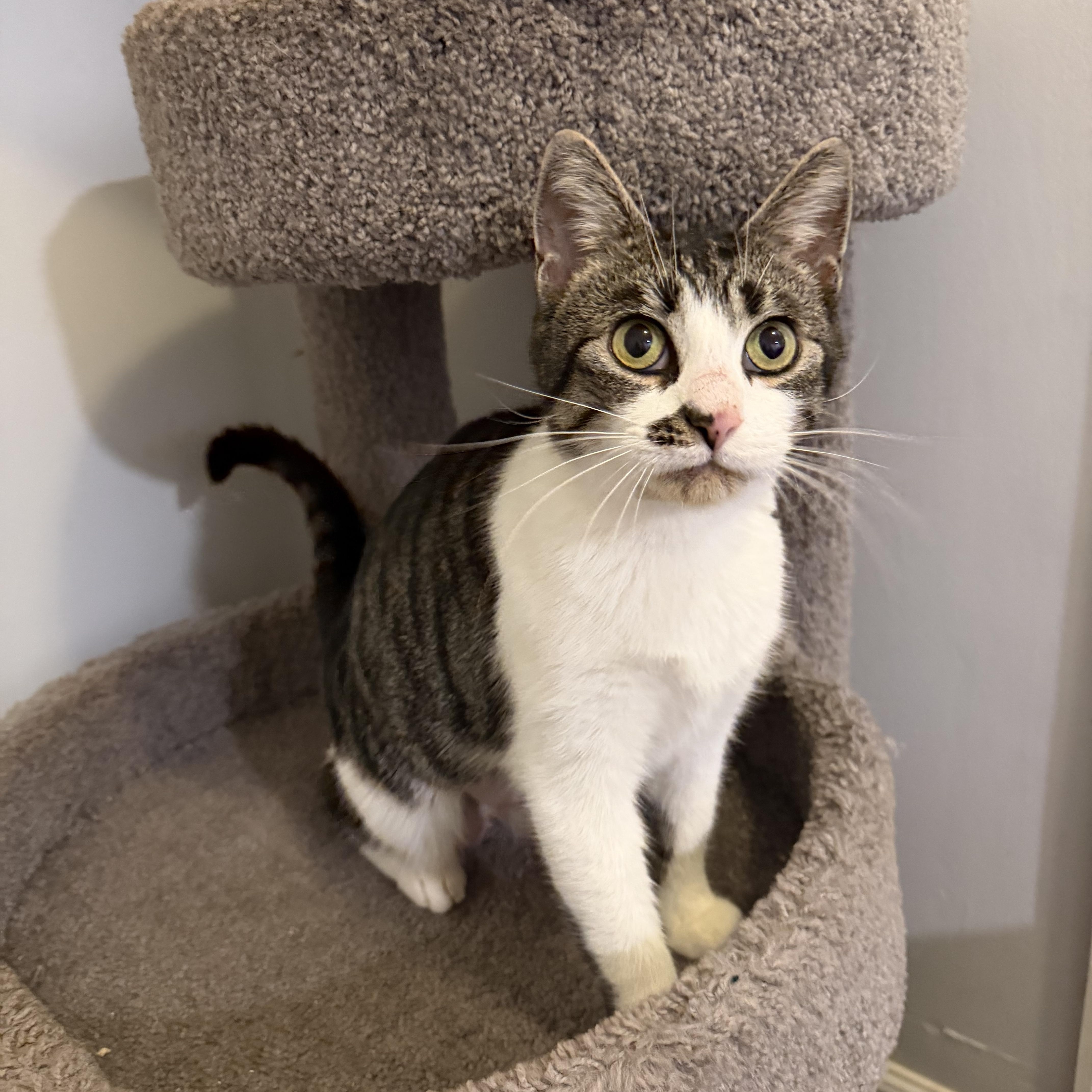 A young medium-sized female Tabby (Buff / Tan / Fawn) Domestic Short Hair cat named Cookie for adoption in Hamilton, NJ