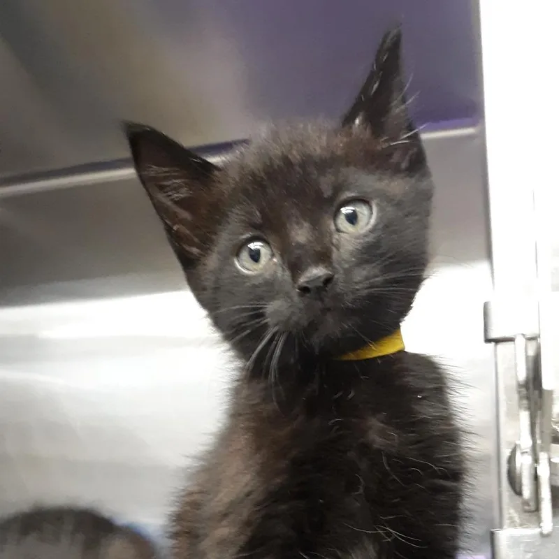 A baby small-sized male Black Domestic Short Hair cat named Dexter for adoption in Spokane, WA